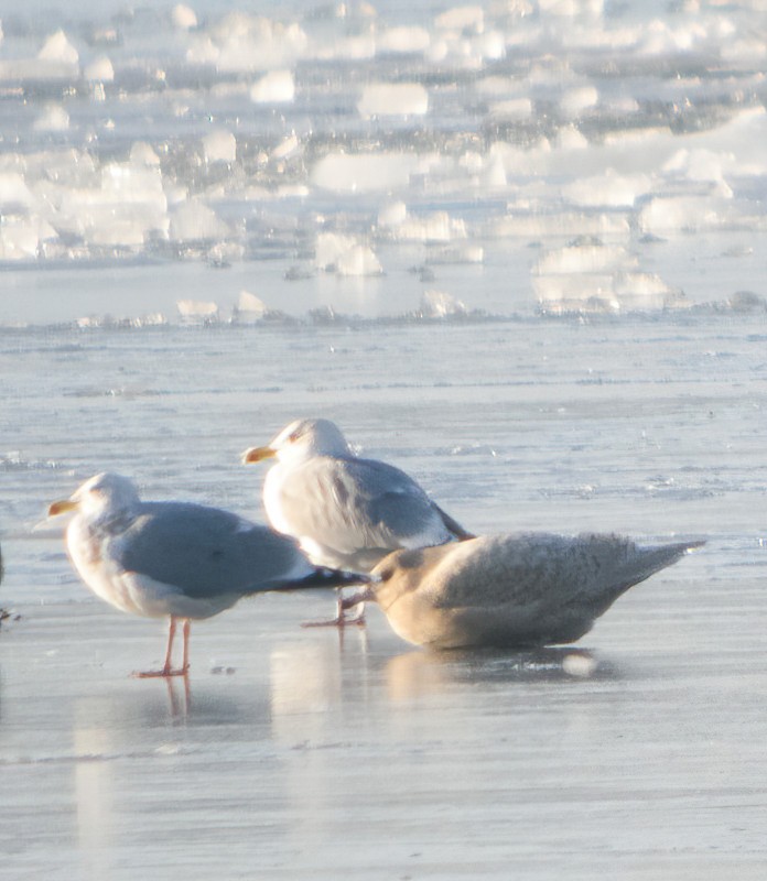 Glaucous Gull - ML614630722