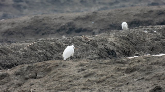 Chinese Egret - ML614630741