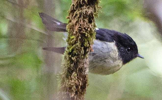 Tomtit - ML614630783