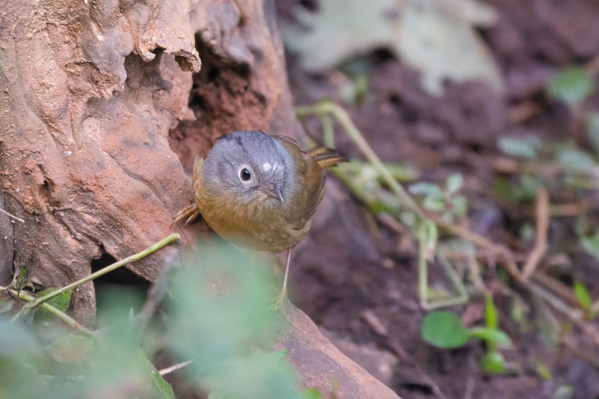 Yunnan Fulvetta - ML614630788