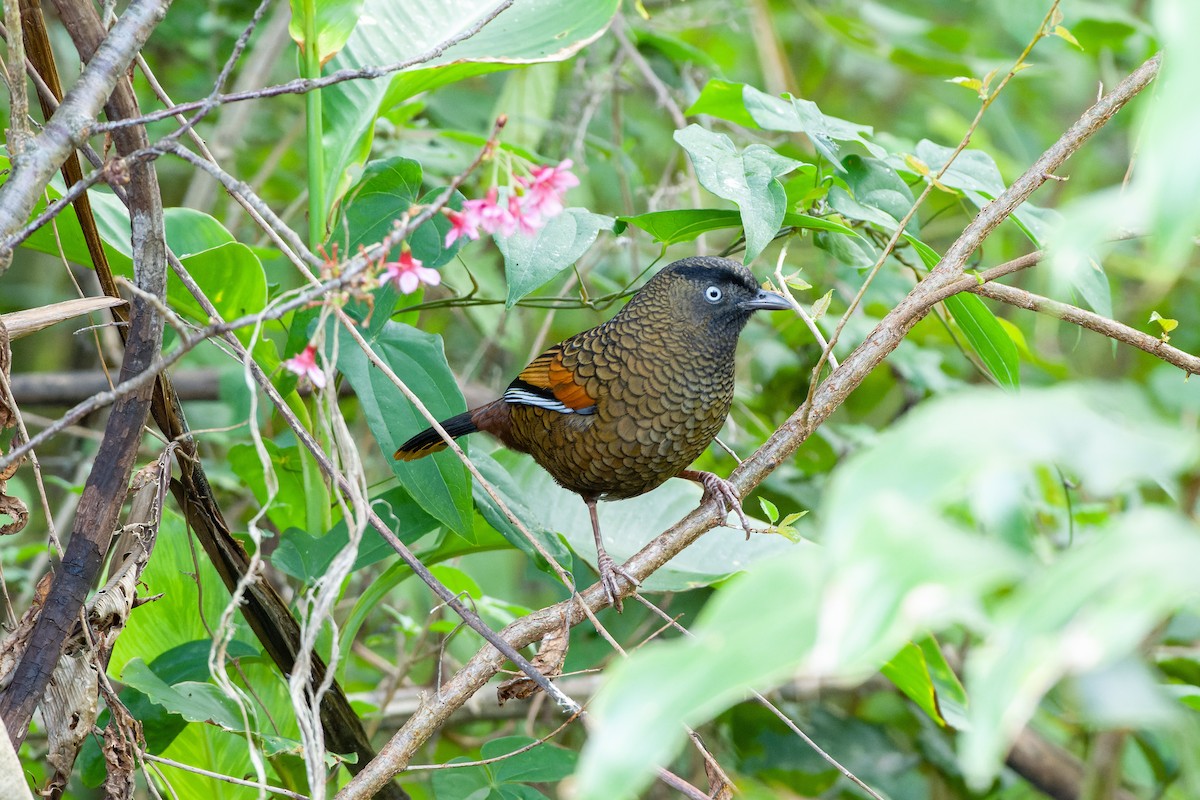 Blue-winged Laughingthrush - ML614630791