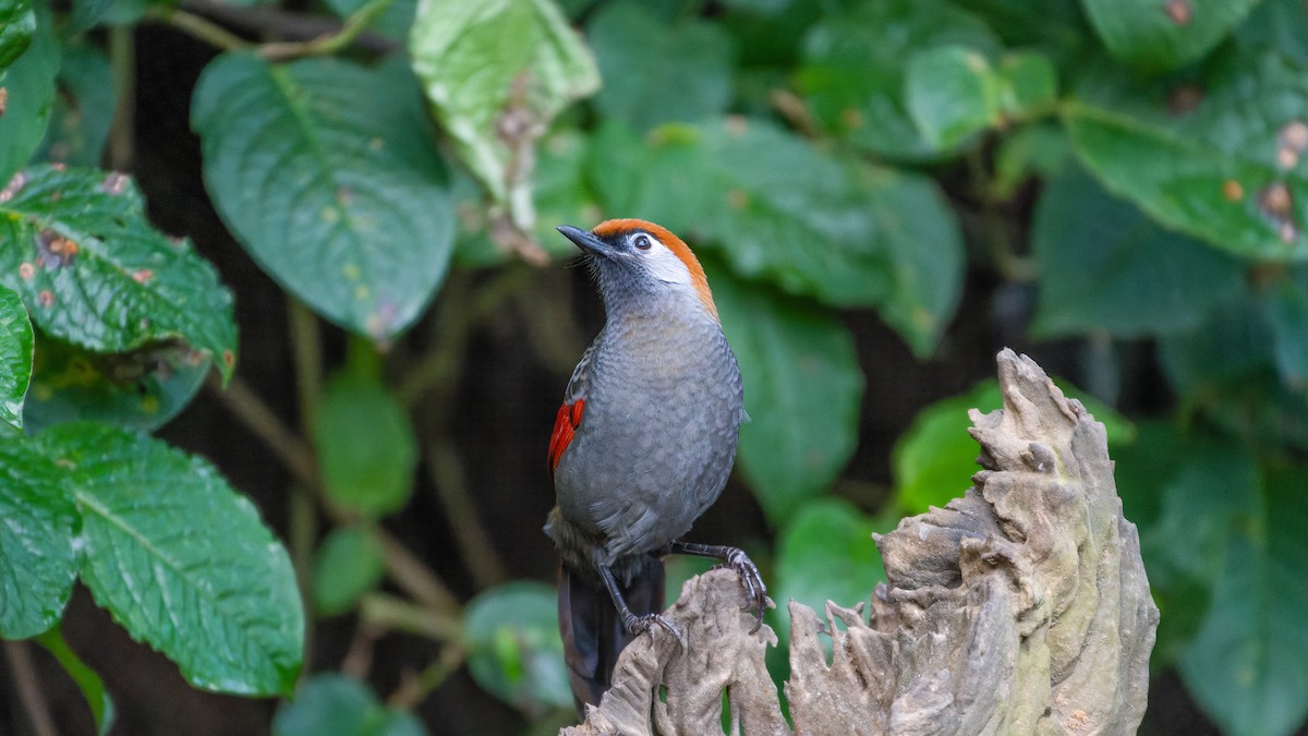 Red-tailed Laughingthrush - ML614630794