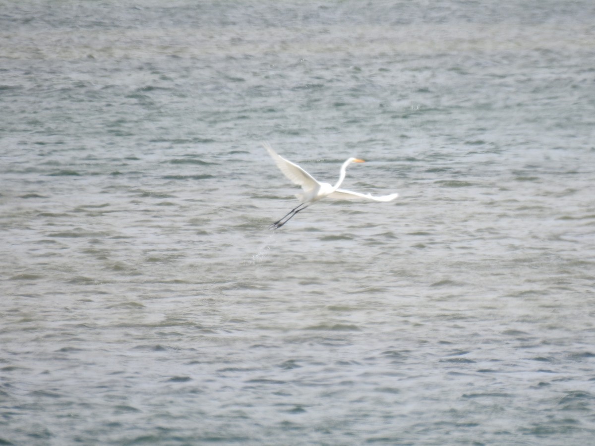Great Egret - sharon dodd