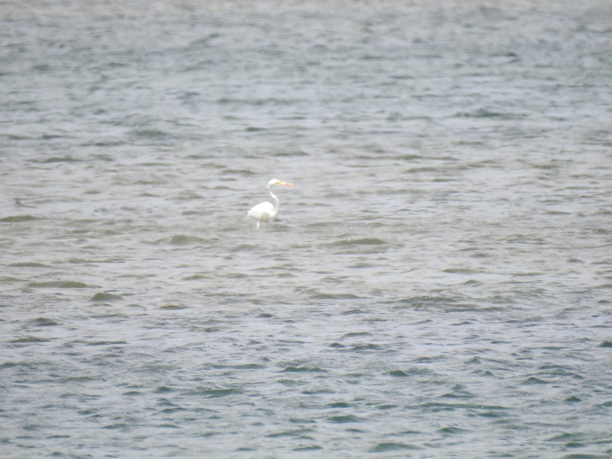 Great Egret - ML614630804