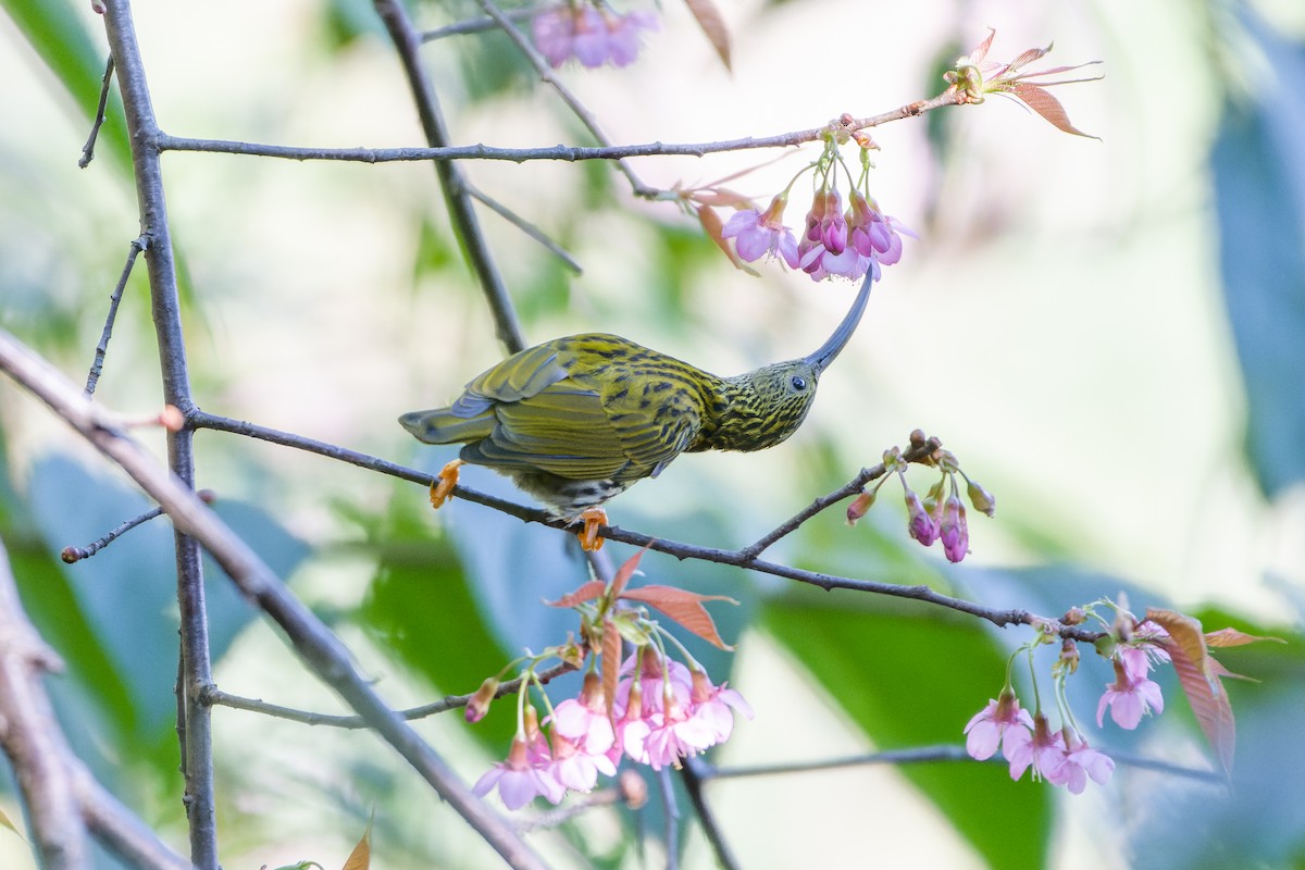 Streaked Spiderhunter - ML614630856