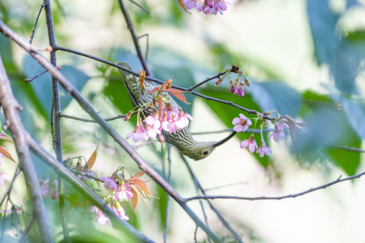 Streaked Spiderhunter - ML614630858