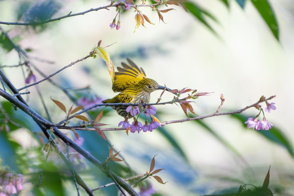 Streaked Spiderhunter - ML614630860