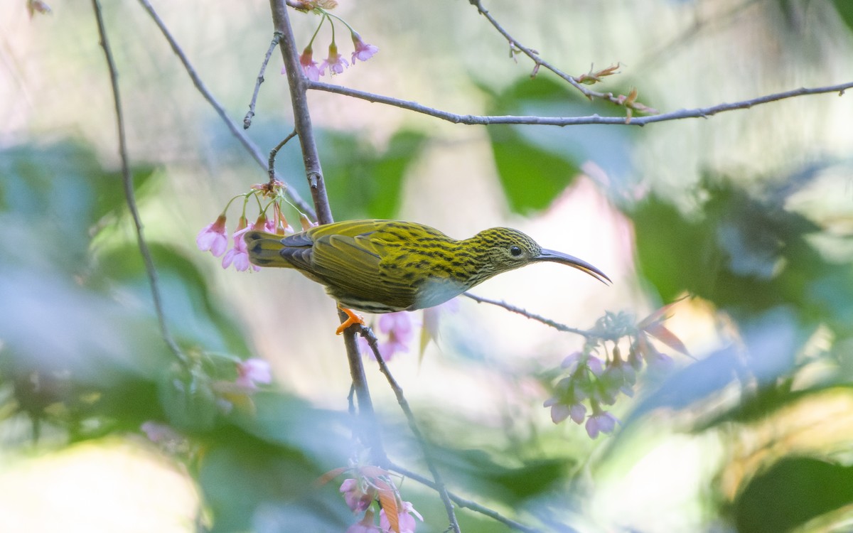 Streaked Spiderhunter - ML614630861