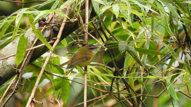 Yellow-bellied Warbler - ML614630864