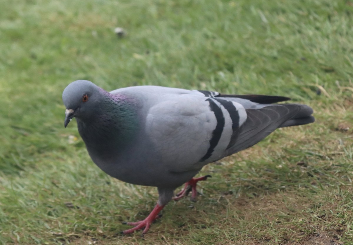 Rock Pigeon (Wild type) - ML614630866