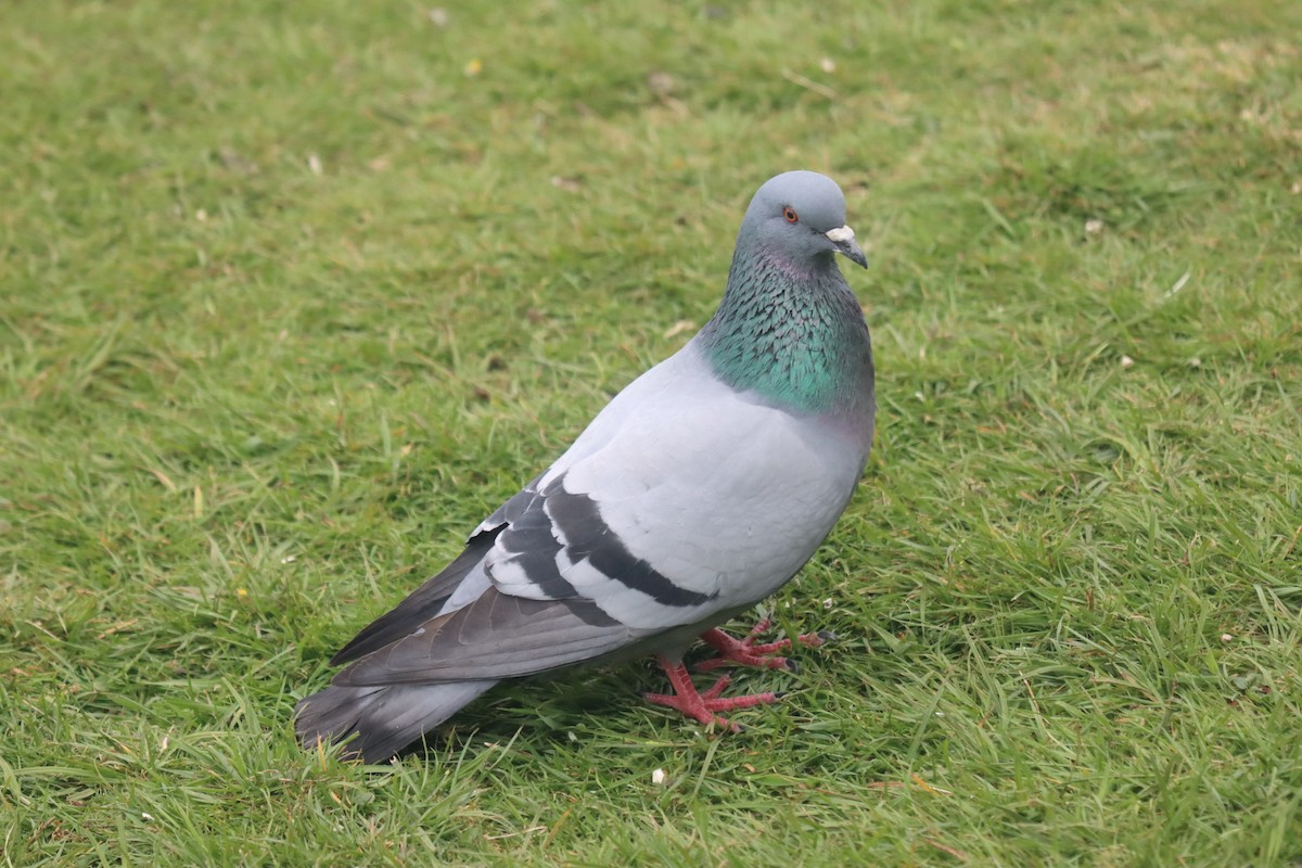 Rock Pigeon (Wild type) - ML614630868