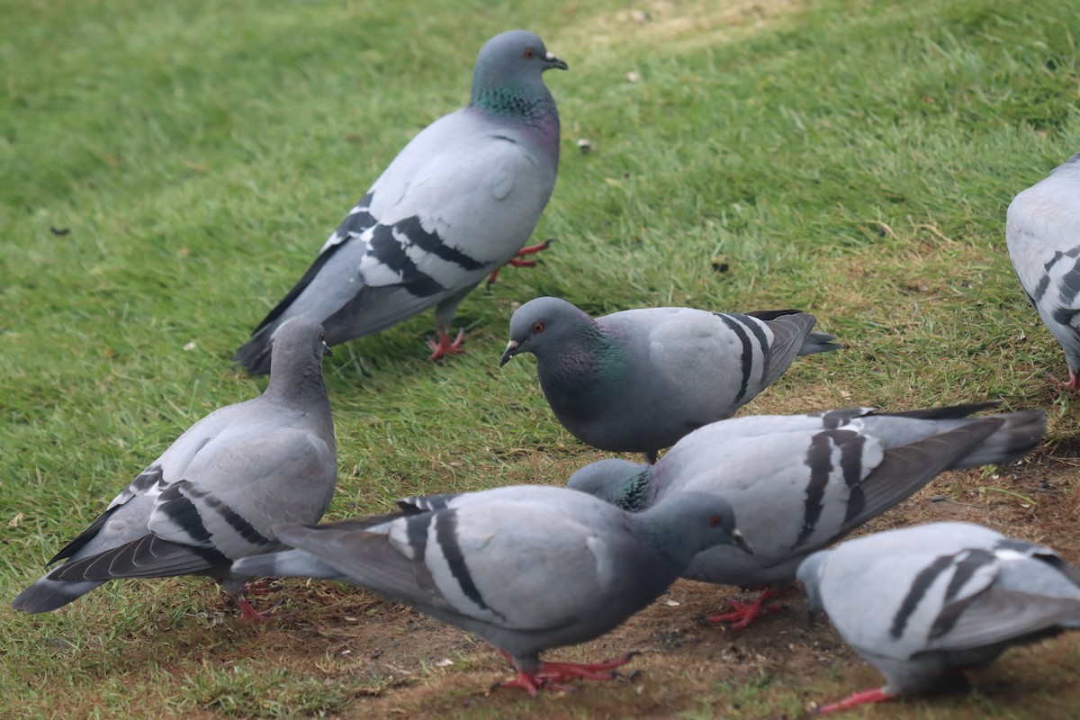Rock Pigeon (Wild type) - ML614630869