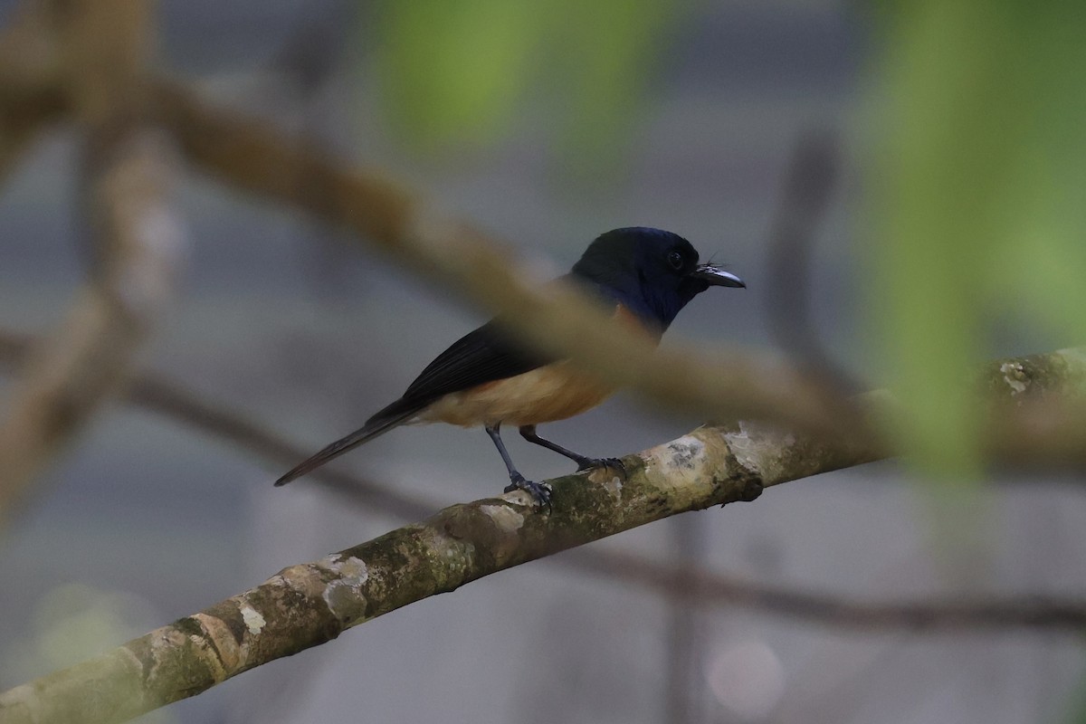 Vanikoro Flycatcher - ML614630899