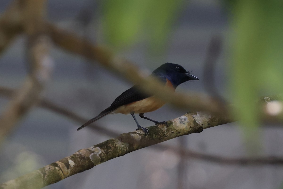 Vanikoro Flycatcher - ML614630900