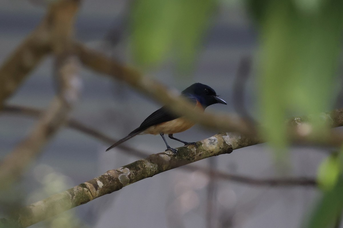 Vanikoro Flycatcher - ML614630901