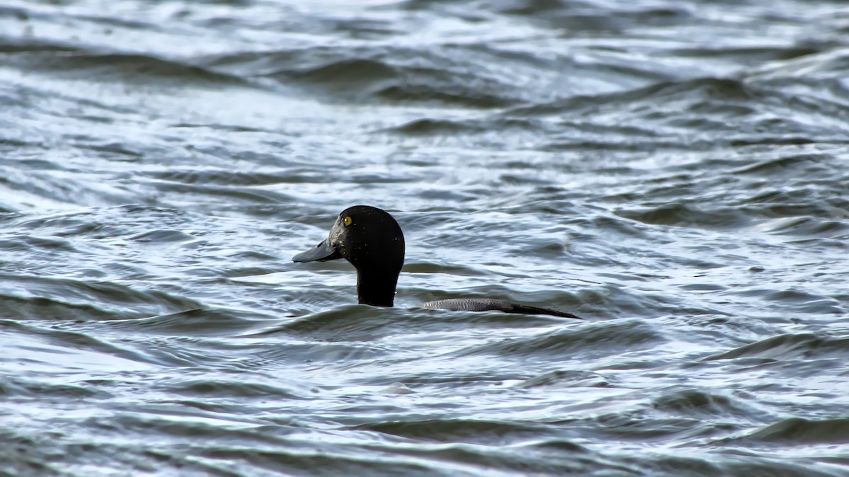 Greater Scaup - ML614630904