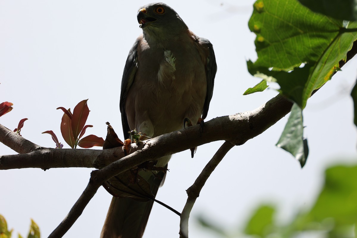 Fiji Goshawk - Andrew William