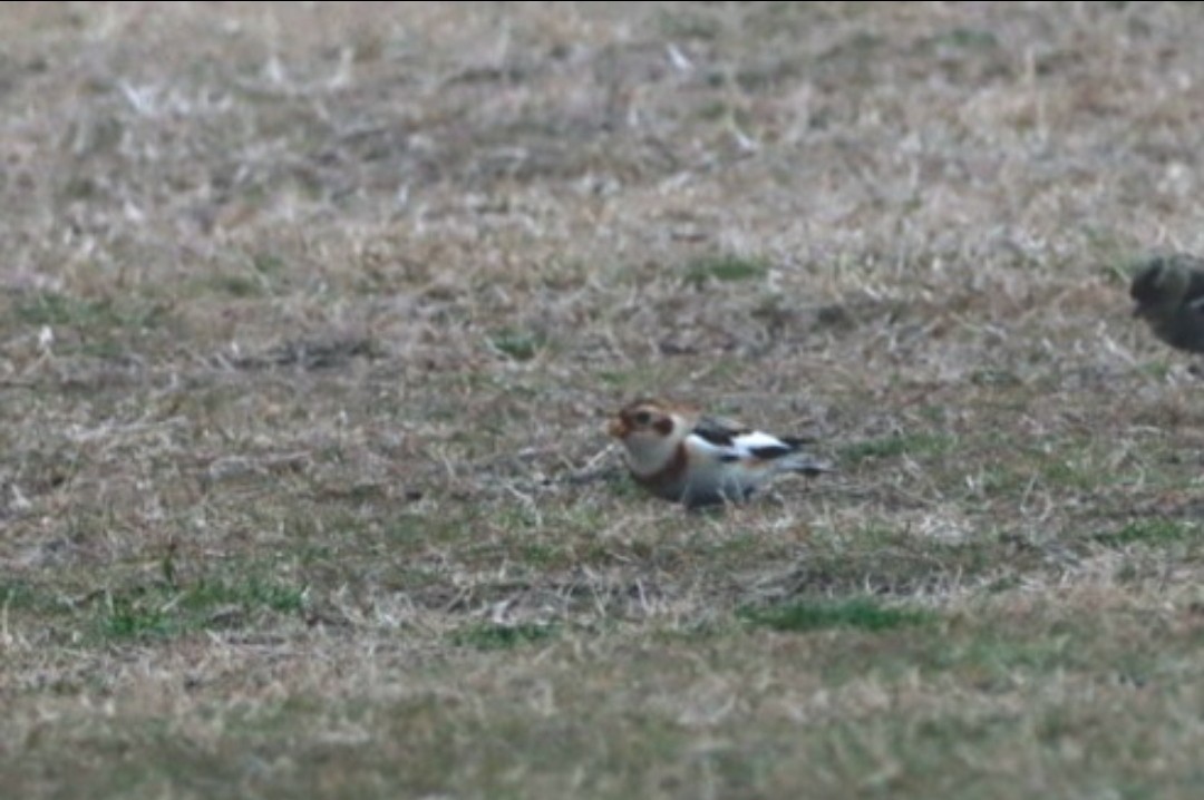 Snow Bunting - ML614630932