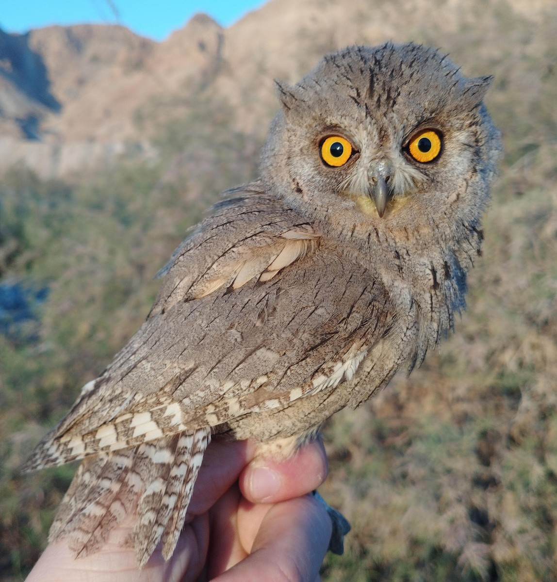 Pallid Scops-Owl - Chen Faibis