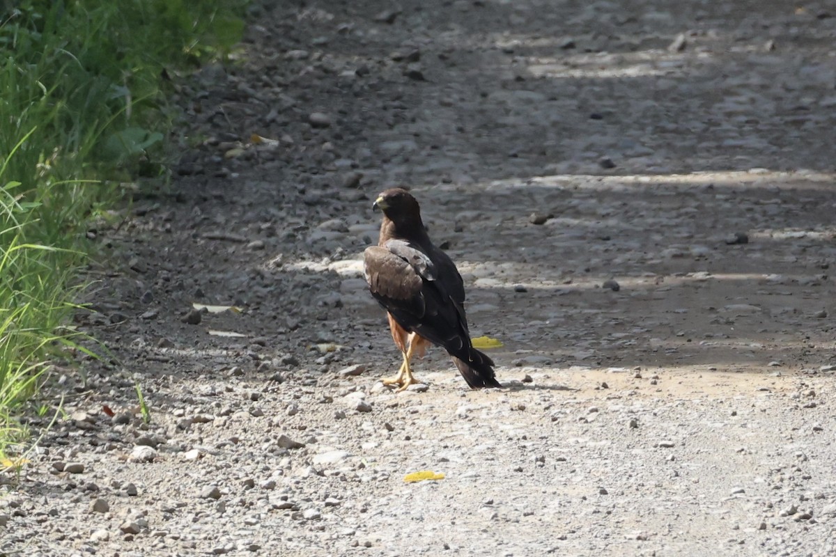 Swamp Harrier - ML614630940