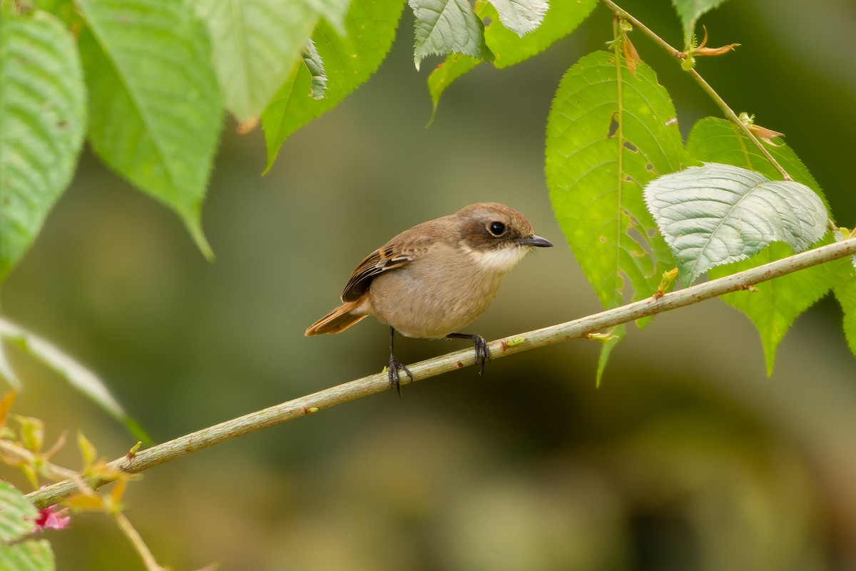 Gray Bushchat - ML614630944