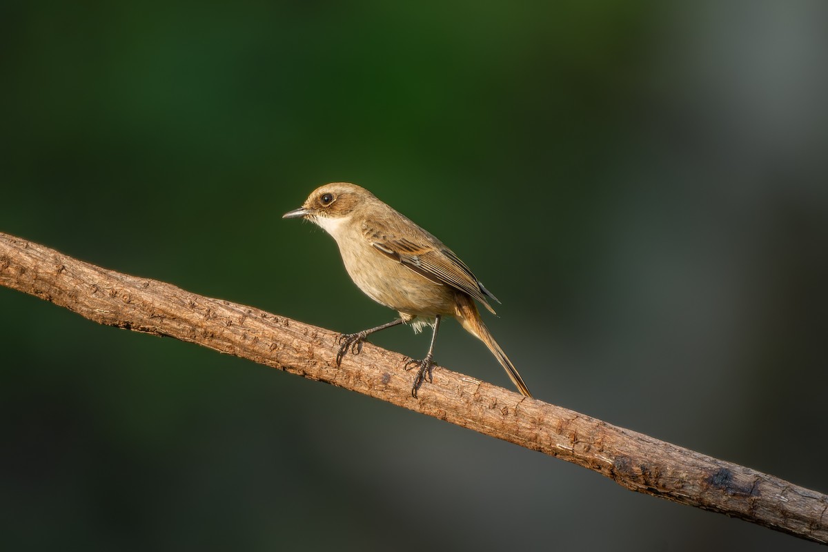 Gray Bushchat - ML614630947