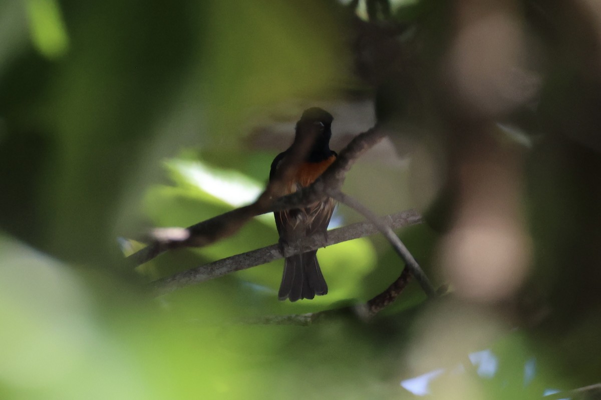 Vanikoro Flycatcher - ML614630961