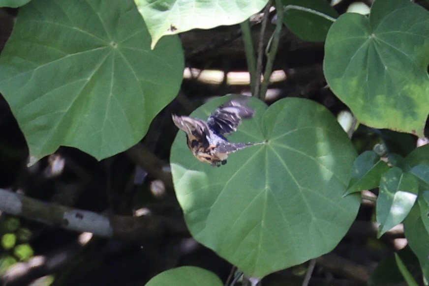 Vanikoro Flycatcher - ML614630986