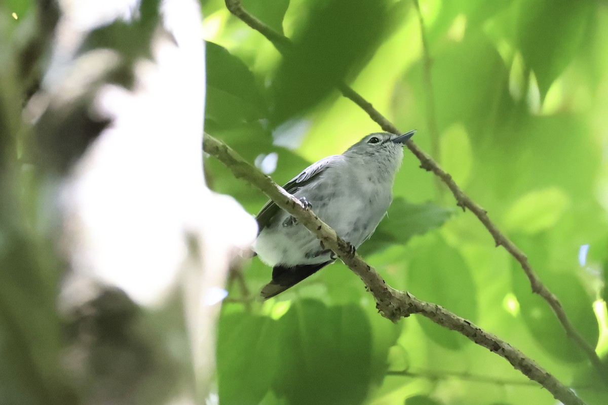 Slaty Monarch - ML614630995