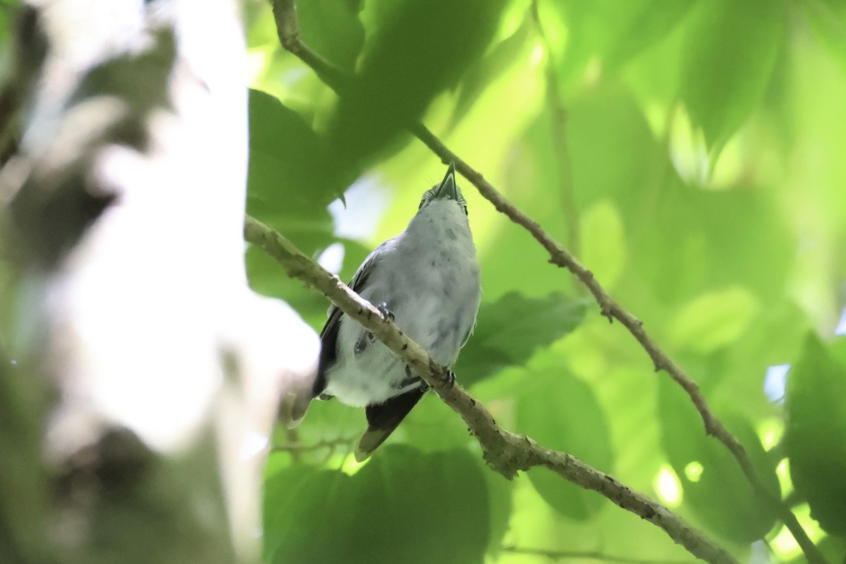 Slaty Monarch - ML614631000