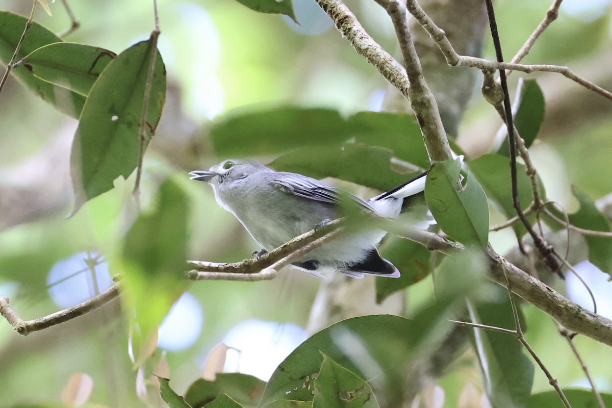 Slaty Monarch - ML614631002