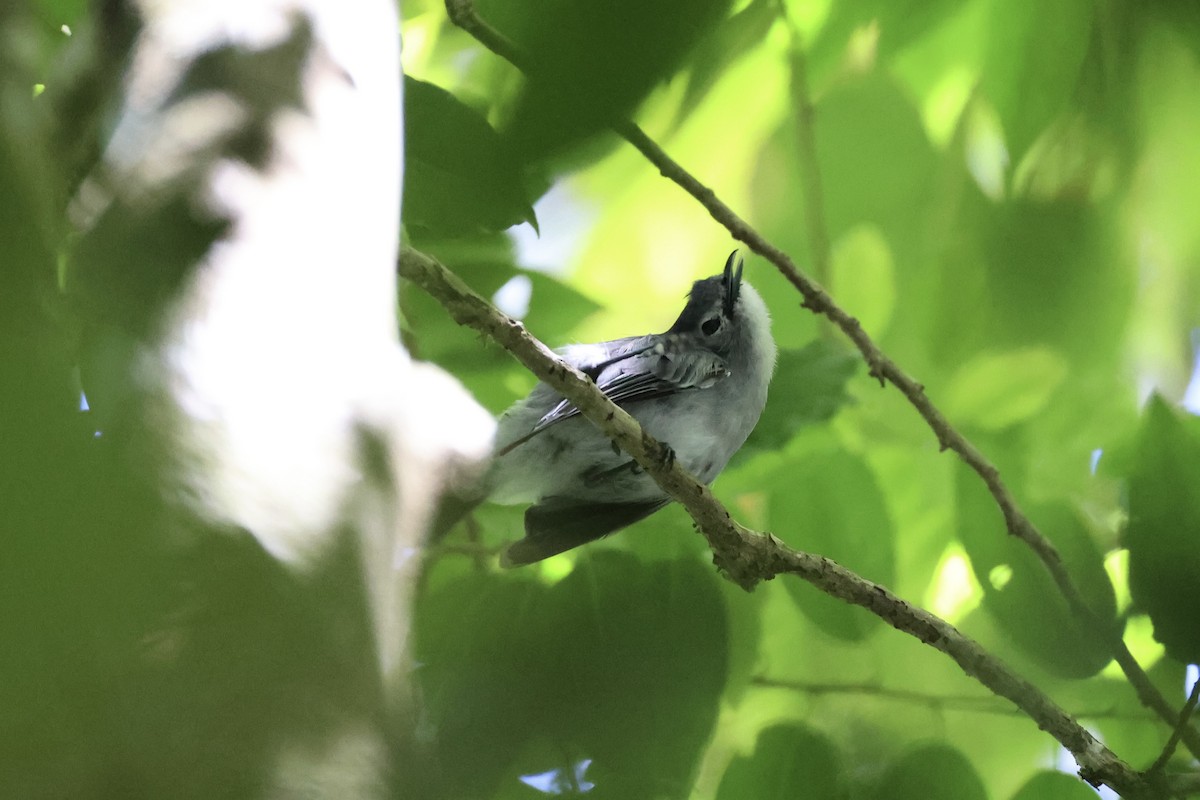 Slaty Monarch - ML614631003