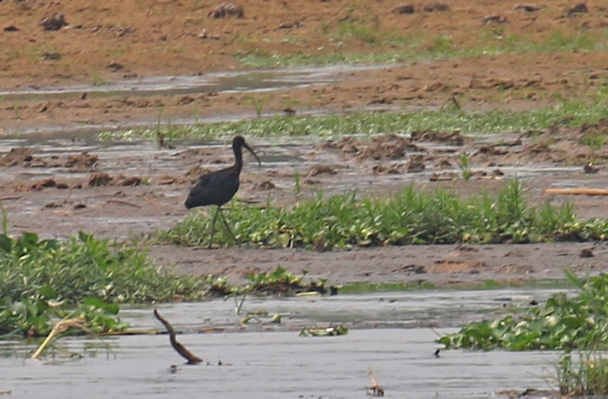 Glossy Ibis - Ali Atahan