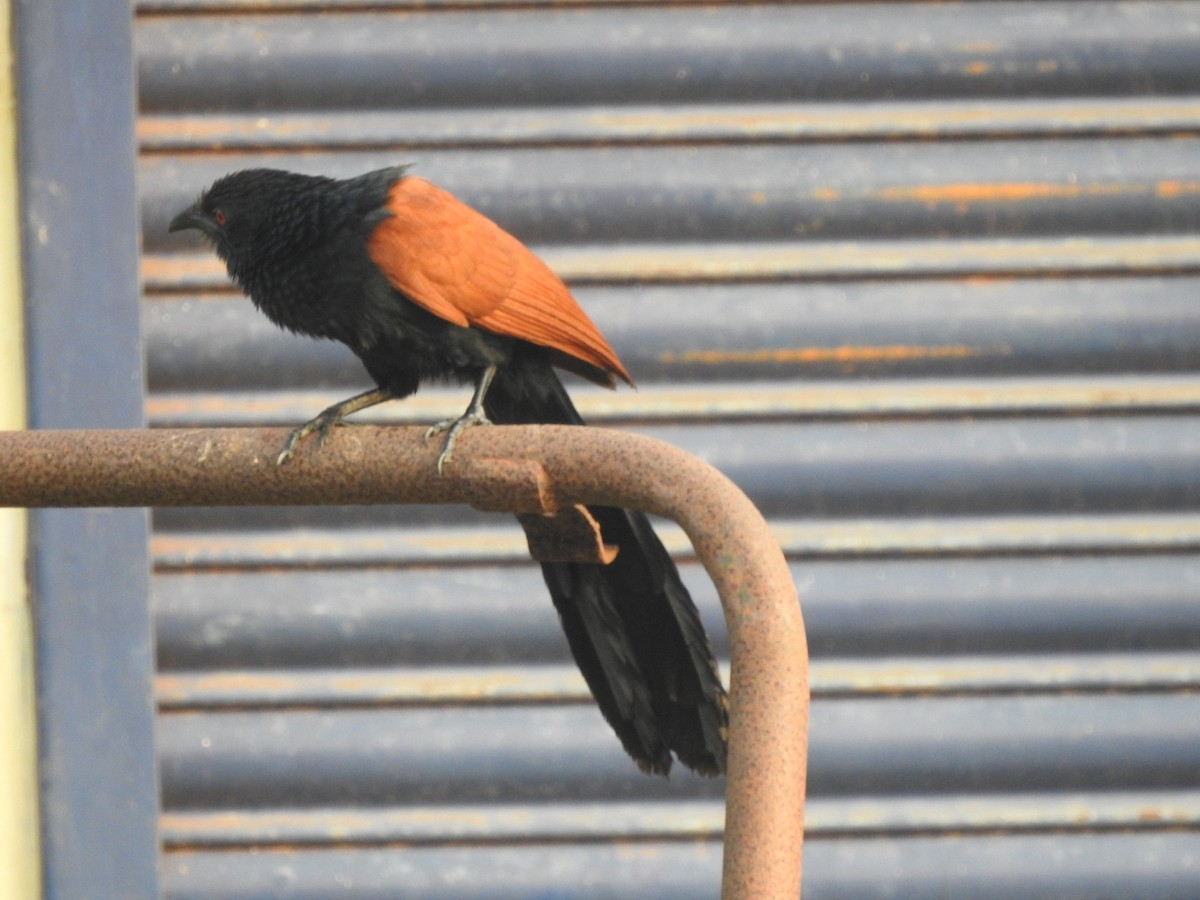 Greater Coucal - ML614631067