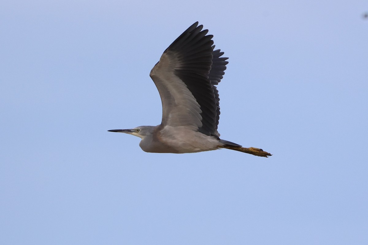 White-faced Heron - ML614631191