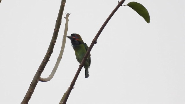 Mavi Kulaklı Barbet - ML614631239