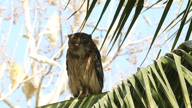 Brown Fish-Owl - ML614631313