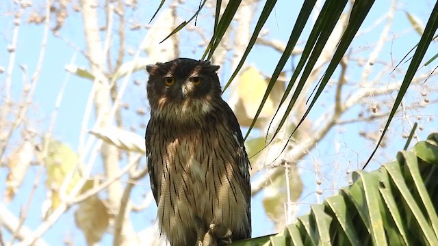 Brown Fish-Owl - ML614631316