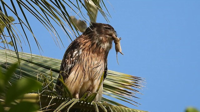 Búho Pescador de Ceilán - ML614631321