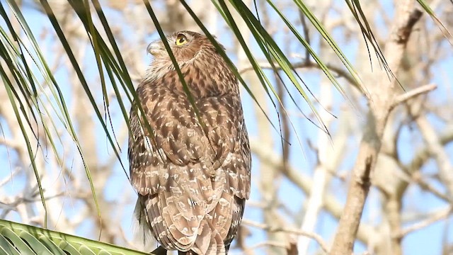 Brown Fish-Owl - ML614631327