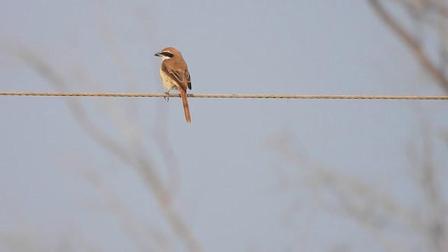 Brown Shrike - ML614631338