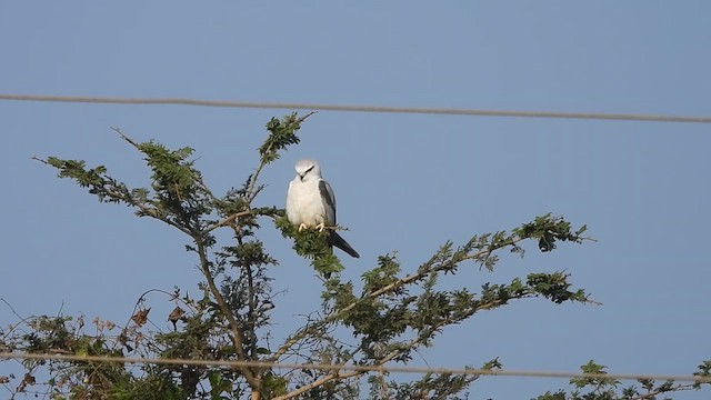 Black-winged Kite - ML614631356