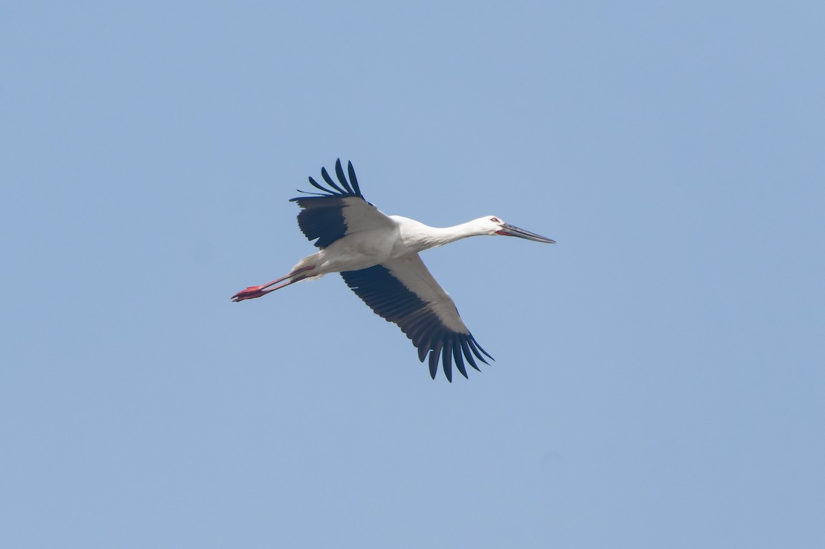 Oriental Stork - ML614631419