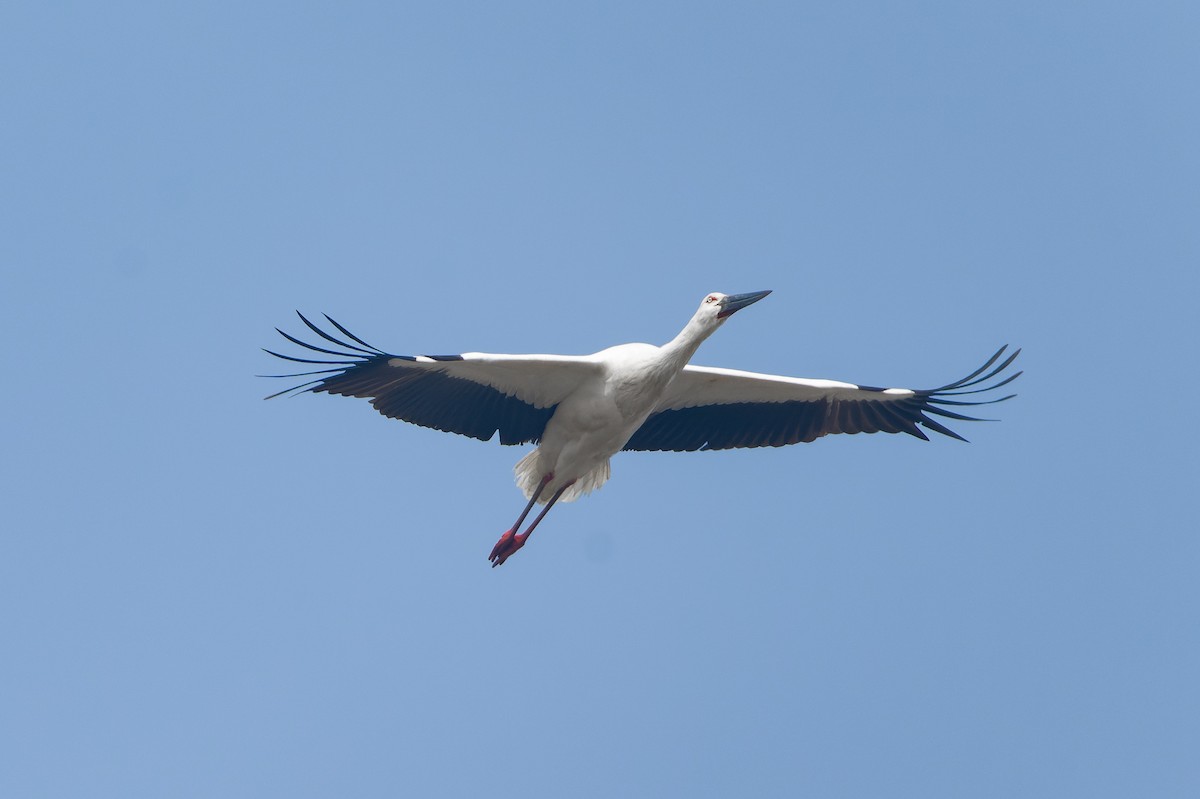 Oriental Stork - ML614631421