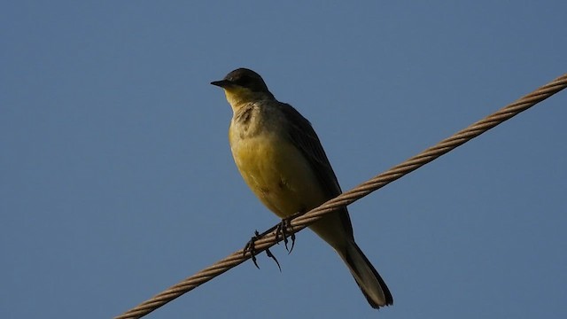 Western Yellow Wagtail - ML614631432