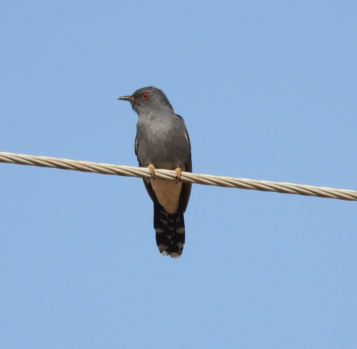 Gray-bellied Cuckoo - ML614631443