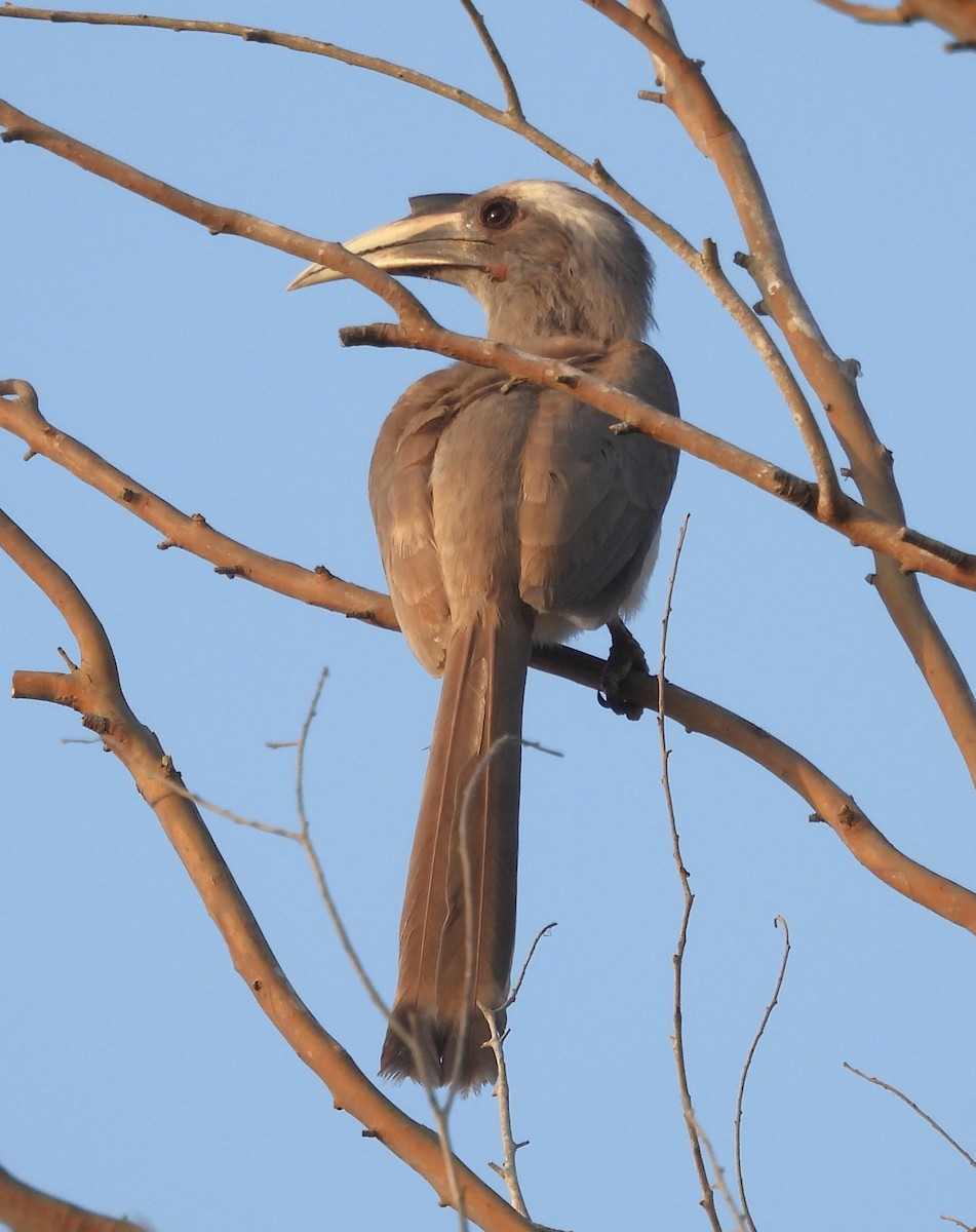 Indian Gray Hornbill - ML614631457