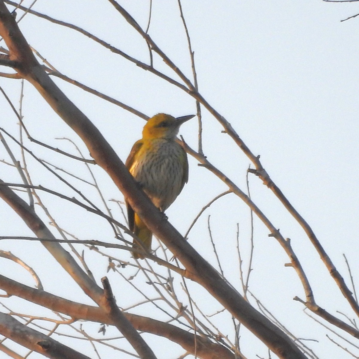 Indian Golden Oriole - ML614631465