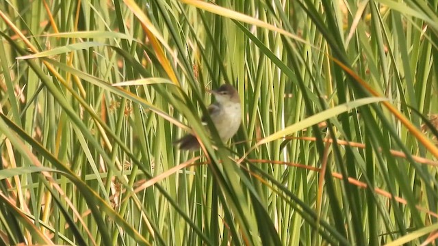 Paddyfield Warbler - ML614631484