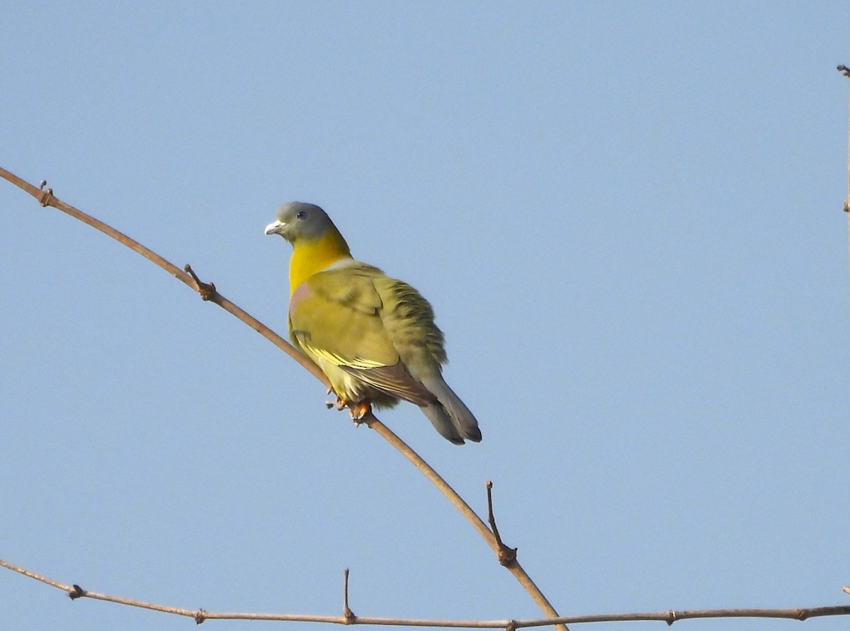 Yellow-footed Green-Pigeon - ML614631525